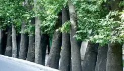 درختان خشک خیابان ولیعصر جایگزین شدند