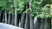 درختان خشک خیابان ولیعصر جایگزین شدند