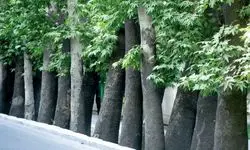 درختان خشک خیابان ولیعصر جایگزین شدند