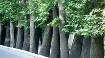 درختان خشک خیابان ولیعصر جایگزین شدند