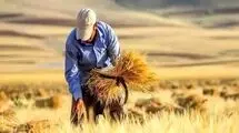 تأخیر در پرداخت مطالبات گندم‌کاران