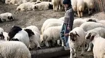 اعلام قیمت دام زنده؛ در تهران ۳۲۰ و شهرستان ۲۸۰ تا ۲۹۰ هزارتومان!