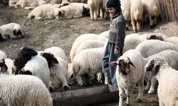 اعلام قیمت دام زنده؛ در تهران ۳۲۰ و شهرستان ۲۸۰ تا ۲۹۰ هزارتومان!