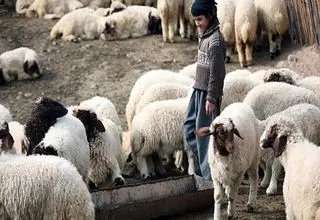 اعلام قیمت دام زنده؛ در تهران ۳۲۰ و شهرستان ۲۸۰ تا ۲۹۰ هزارتومان!