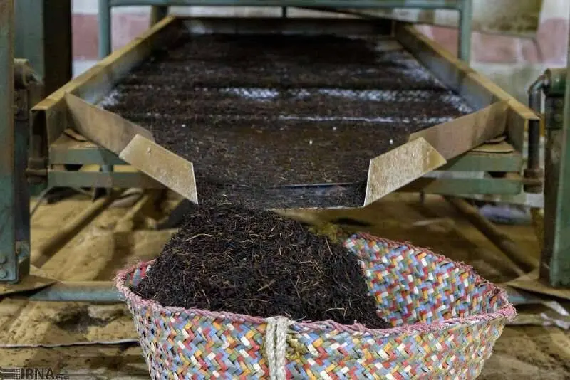 چای خشک خارجی مشمول ترخیص صددرصدی شد