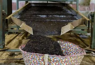 چای خشک خارجی مشمول ترخیص صددرصدی شد