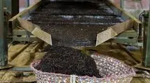 چای خشک خارجی مشمول ترخیص صددرصدی شد