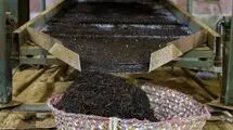 چای خشک خارجی مشمول ترخیص صددرصدی شد