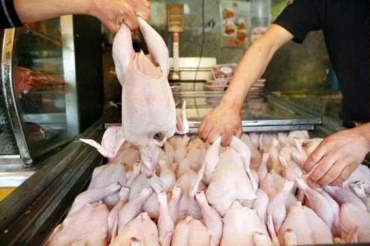 ازسرگیری صادرات مرغ