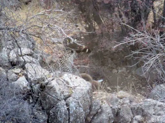 مشاهده پلنگ در جنگل‌های باغ شادی یزد+عکس