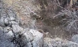 مشاهده پلنگ در جنگل‌های باغ شادی یزد+عکس