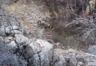 مشاهده پلنگ در جنگل‌های باغ شادی یزد+عکس