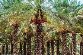 خرماهای سوخته بدهیهای بر زمین مانده