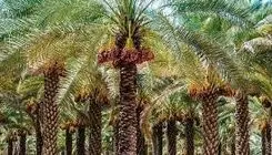 خرماهای سوخته بدهی‌های بر زمین مانده