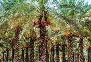 خرماهای سوخته بدهی‌های بر زمین مانده