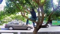 خطرات مرگبار برای توت‌خوری در خیابان!