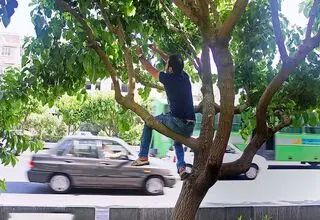خطرات مرگبار برای توت‌خوری در خیابان!