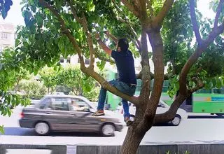 خطرات مرگبار برای توت‌خوری در خیابان!