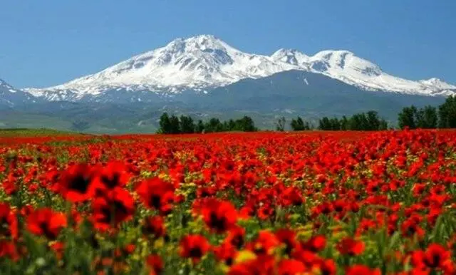 شاعر حوزه کودک شعری برای ایران سرود