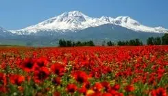 شاعر حوزه کودک شعری برای ایران سرود