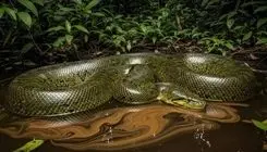 کشف هیولای وحشتناک ۵۰۰ کیلوگرمی