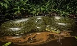 کشف هیولای وهشتناک ۵۰۰ کیلوگرمی