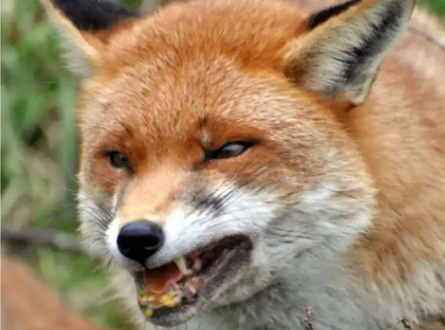 مرگ کودک 3 ساله همدانی بر اثر گزش روباه هار