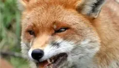 مرگ کودک 3 ساله همدانی بر اثر گزش روباه هار