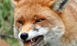 مرگ کودک 3 ساله همدانی بر اثر گزش روباه هار