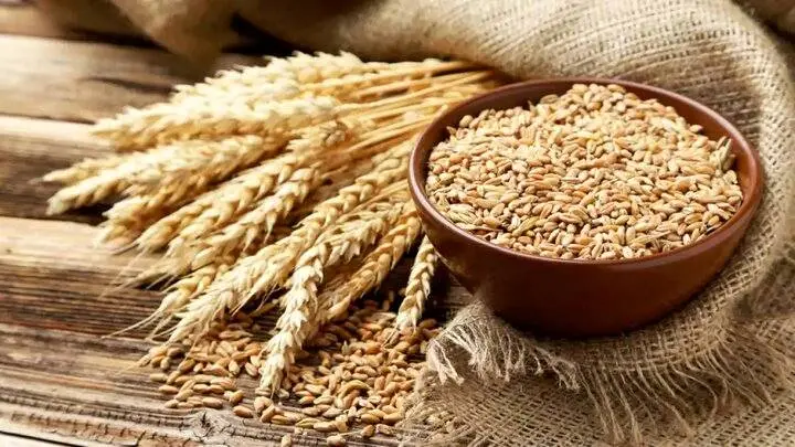 چرا نرخ خرید تضمینی گندم در شورای قیمتگذاری تعیین نشده است؟