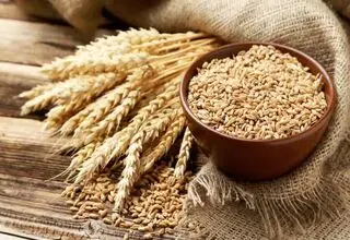 چرا نرخ خرید تضمینی گندم در شورای قیمت‌گذاری تعیین نشده است؟