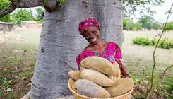 همه چیز در مورد درخت افسانه ای آفریقا، بائوباب