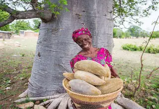همه چیز در مورد درخت افسانه ای آفریقا، بائوباب