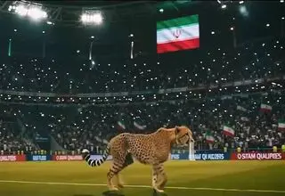 یوز آسیایی؛ نبضی که هنوز در ایران می‌تپد/ رمز آزمون بزرگ حکمرانی محیط‌زیست در ایران با نجات یوزها