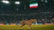 یوز آسیایی؛ نبضی که هنوز در ایران می‌تپد/ رمز آزمون بزرگ حکمرانی محیط‌زیست در ایران با نجات یوزها