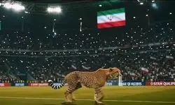 یوز آسیایی؛ نبضی که هنوز در ایران می‌تپد/ رمز آزمون بزرگ حکمرانی محیط‌زیست در ایران با نجات یوزها