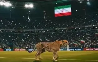 یوز آسیایی؛ نبضی که هنوز در ایران می‌تپد/ رمز آزمون بزرگ حکمرانی محیط‌زیست در ایران با نجات یوزها