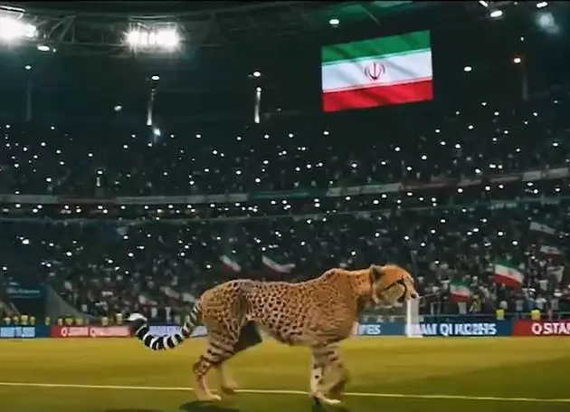 یوز آسیایی؛ نبضی که هنوز در ایران می‌تپد/ رمز آزمون بزرگ حکمرانی محیط‌زیست در ایران با نجات یوزها