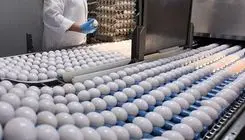 زرده تخم مرغ برای سالمندان مضر است؟