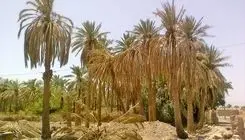 تلخی کام بهمنشیر، کشاورزان را نگران کرده است