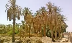تلخی کام بهمنشیر، کشاورزان را نگران کرده است