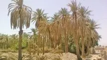 تلخی کام بهمنشیر، کشاورزان را نگران کرده است