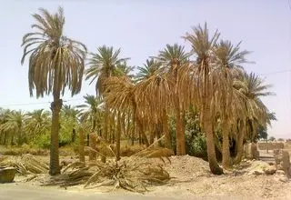 تلخی کام بهمنشیر، کشاورزان را نگران کرده است