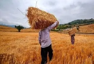 کاهش ۴۰ تا ۴۵ درصدی خرید گندم از کشاورزان؛ ضرورت واردات ۴ میلیون تن گندم