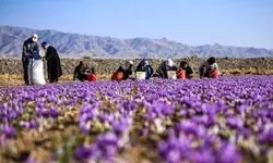 نرخ انواع زعفران اعلام شد؛ کاهش عرضه، قیمت را نجومی کرد!