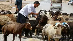 دام زنده گران شد+جدول و جزئیات