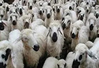 مشکلی در تولید گوشت قرمز نداریم
