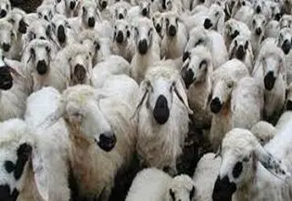 مشکلی در تولید گوشت قرمز نداریم