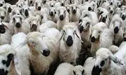 مشکلی در تولید گوشت قرمز نداریم
