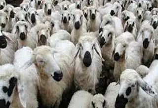 مشکلی در تولید گوشت قرمز نداریم